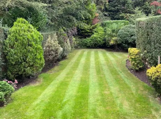 Professional Hedge Cutting & Pruning in Lea Valley, Waltham Abbey & Cheshunt Well-trimmed green hedges in Lea Valley after professional hedge cutting and pruning service.